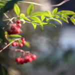 おせち料理は作らないし、買いません。その理由は・・・