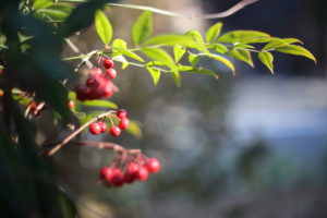おせち料理は作らないし、買いません。その理由は・・・