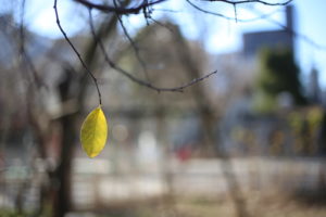 お願いだから想像してください、と言ったら、やっぱしなきゃだめ？とのことでした。