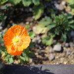 私がお金持ちになりたい理由