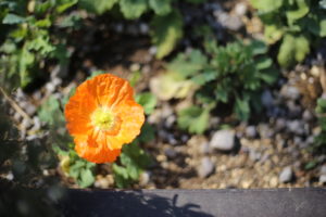 私がお金持ちになりたい理由