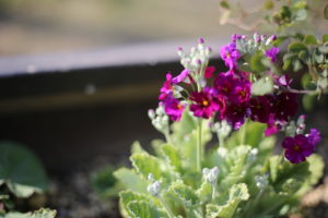 高いハンドクリームより、コレ