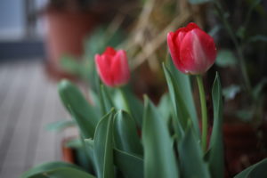 共感にもいろいろあるらしい　『子供の心に寄り添う』ってどういうこと