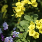 春、ですね。アレ、始めました。