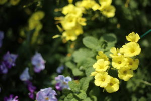 春、ですね。アレ、始めました。