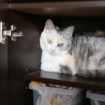 親孝行と、無意味さと。すごい人たちがいるもんだ。