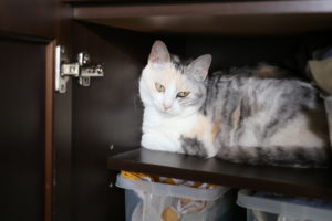 親孝行と、無意味さと。すごい人たちがいるもんだ。