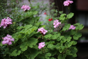 やっぱり何って、【自由】なんですよ。