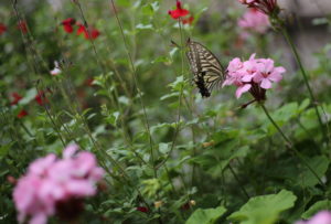 美女ほど〇〇がうまい。美男はそれほどでもない。