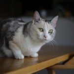 猫のエサを毎朝あげているのは