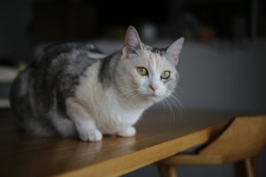猫のエサを毎朝あげているのは