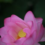 気が遠くなるけどゆっくりのほうがきっと良い　最下層の女性たち