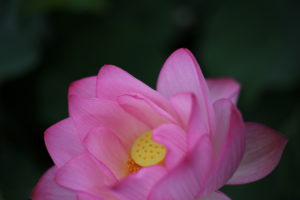 気が遠くなるけどゆっくりのほうがきっと良い　最下層の女性たち