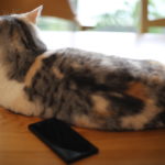 格安スマホの醍醐味 機種変更に慣れる