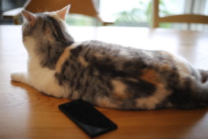 格安スマホの醍醐味　機種変更に慣れる