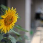 長男（５）の言葉遣いが気になる件について夫と話したけど、意見が噛み合わず考えてみた。