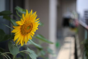 長男（５）の言葉遣いが気になる件について夫と話したけど、意見が噛み合わず考えてみた。