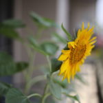 何をしてもいいのに何もできない理由