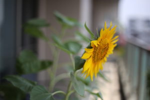 何をしてもいいのに何もできない理由