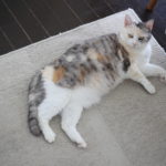 ベビーはいないけどベビーモニターを買いました。欧米式寝かしつけのことも