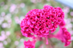 日本女性特有の悲しいギャップ