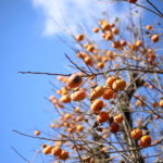 なんか贅沢をしているようで気が引けてしまうこと