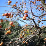 『お金持ちへの道』～『みんなが言うこと』が正しくないことがある。