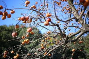 『お金持ちへの道』～『みんなが言うこと』が正しくないことがある。