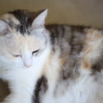 喫緊の問題 これはSerendipityなのか、違うのか。
