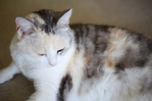 喫緊の問題 これはSerendipityなのか、違うのか。