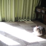 夫婦はトンマナが似てしまうという話