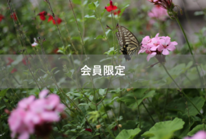 【会員限定】俺は『我慢する』のが大嫌い-2