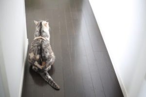 ストリートフォトと炎上について考える　尊重　正義　権利