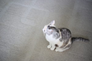 買い物メモとタイマーにしか使っていなかったアレクサが