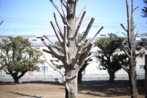 全国一斉休校の『要請』 シッチャカメッチャカな時に欲しいもの