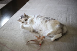 長男はさらさらと手紙を書き始めた