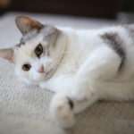 【おうち計画】抜本的意識改革が必要～暇つぶしグッズ