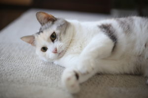 【おうち計画】抜本的意識改革が必要～暇つぶしグッズ