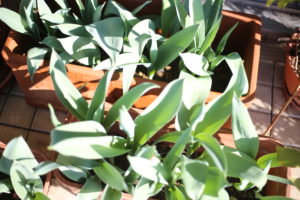 チューリップの真似とパトロール