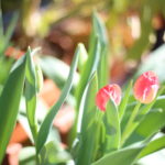 『みゆきのヨロヨロ独立日記㉜』会社を辞めて２年時点の、私と夫と子供たち