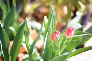 『みゆきのヨロヨロ独立日記㉜』会社を辞めて２年時点の、私と夫と子供たち