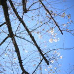 多分だよ、多分だけど、やっぱり効いている気がする 花粉症対策の話