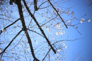 多分だよ、多分だけど、やっぱり効いている気がする　花粉症対策の話