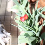 夫の長年の願望が叶いつつある