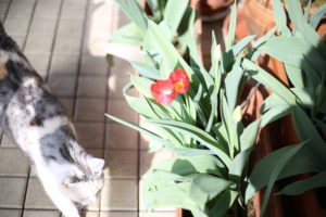 夫の長年の願望が叶いつつある