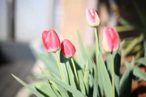 こんな時こそ?『生きる』だけでかかる固定費が命運をわける