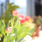 第2子はやっぱりいろいろと早い　でも早くても遅くてもあまり変わらない