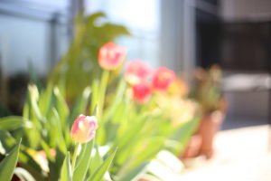 第2子はやっぱりいろいろと早い　でも早くても遅くてもあまり変わらない