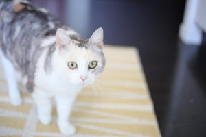 なんか言いやすい人　言われやすい人　いるよね　ちなみに私は