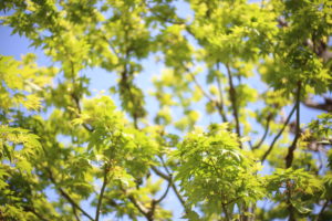 【ヨロヨロ独立日記③】難問すぎる難問『私のやりたいことってなんだろう』